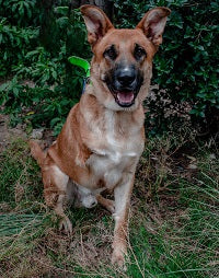 Adopción de animales: El efecto positivo de la pandemia