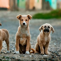 ¿Por qué adoptar un perro o gato mestizo?