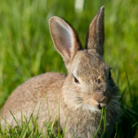 ¿POR QUÉ ES IMPORTANTE ELEGIR PRODUCTOS LIBRES DE TESTEO ANIMAL?