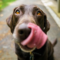 Día Mundial del Perro: ¿Por qué se les denomina Mejores amigos?