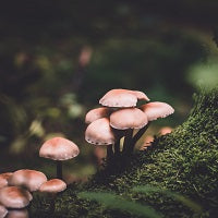 El reino fungi: Un universo de reciclados naturales