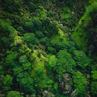 Bosques Tropicales: ¿Por qué urge su conservación?