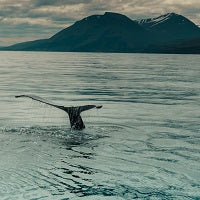 Día Mundial de los Océanos: ¿Qué podemos hacer para cuidarlo?