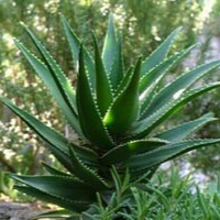 LOS 8 EXTRACTOS NATURALES DE HERBATINT QUE TIENES QUE CONOCER