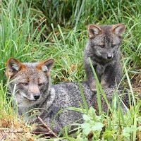 Especies de animales endémicas de Chile que debemos cuidar