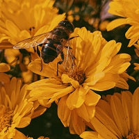 Abejas: Agentes indispensables para la biodiversidad.