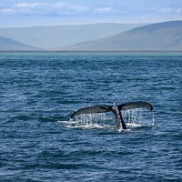 Reinas del mar: Ballenas y cetáceos que debemos cuidar