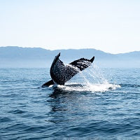Animales en peligro de extinción