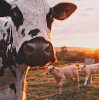 Disminuye el consumo de carne en tiempos de pandemia
