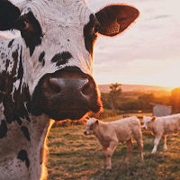 ¿Ser vegano para salvar el mundo?