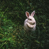 Día Mundial del Animal de Laboratorio y nuestros productos cruelty free
